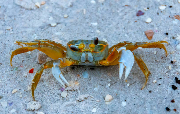 istock Atlantic ghost crab (Ocypode quadrata) at the ocean beach, Florida USA 1983725138