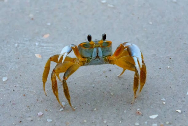 istock Atlantic ghost crab (Ocypode quadrata) at the ocean beach, Florida USA 1983725140