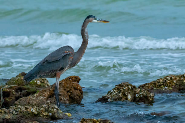 istock Blue Heron (Egretta caerulea) in a central Florida pond. Florida 1983725660