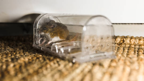 Mousetraps and rodent control. Transparent modern trap nabs gray house mouse in the house House modern mousetrap snatches gray mouse on the carpet. Gray house mouse caught in modern transparent mousetrap. Focus on mousetrap rodent stock pictures, royalty-free photos & images