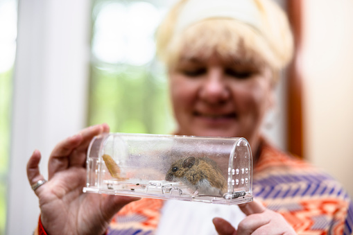 Gray tenant: senior blonde woman encounter with a house mouse. Gray house mouse caught in modern transparent mousetrap outdoors