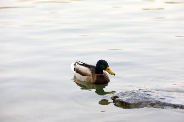 Wild ducks live in ponds in Beijing
