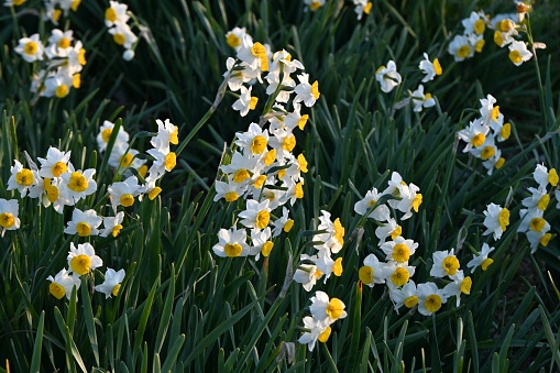 Narcissus flowers. Amaryllidaceae perennial plants.