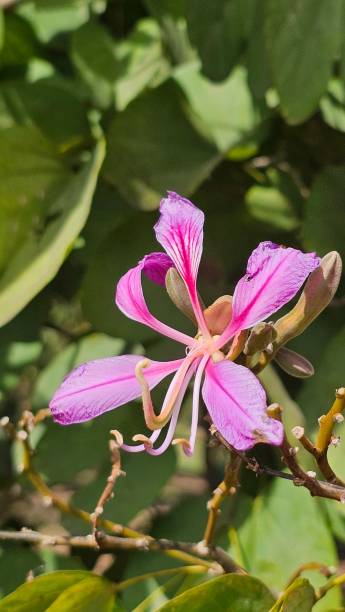istock Goatsfoot orchid 1983760241