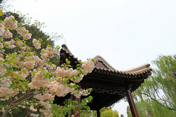 istock Chinese classical architecture and green plants in the park, Beijing 1983764831