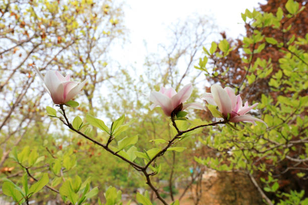 Cheonan City, South Korea - April 2, 2023:  Many magnolia trees are planted in residential areas of apartment complexes in South Korea. When spring comes in April, magnolia flowers are the first to bloom among other flowers. A young woman is busy passing under a magnolia flower tree. (Photo by Young Jin Lee)