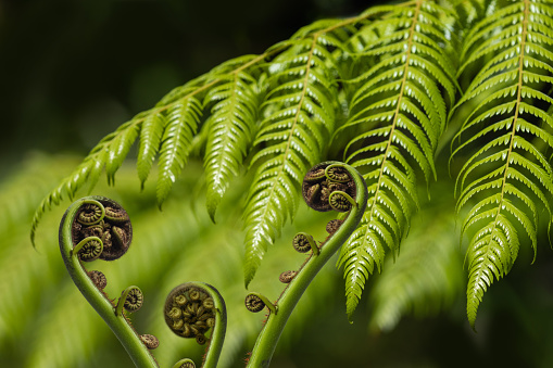 Unfurling fern frond and koru, maori symbol of new life