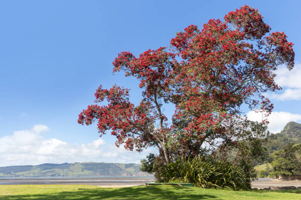 istock Seascape with Pohutukawa tree, Auckland 1983784661