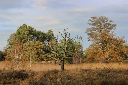 Woodland surrounding the Strabrechtse Heide, a natural heathland in Heeze-Leende, Geldrop, Mierlo and Someren, this particular forest is located in Heeze (near Eindhoven), Brabant and called the Herbertusbossen.