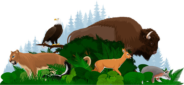 Vector woodland forest illustration with bison, puma, deer, fox and bald eagle