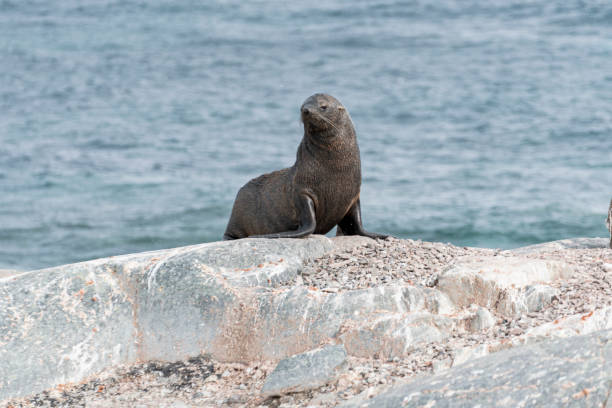 istock Brown fur seal is walking on a shore in Antarctica. 1983828736