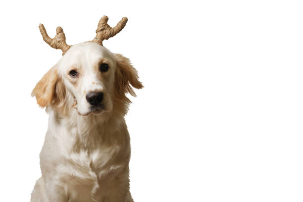 A female Golden Retriever adorned with handcrafted decorative reindeer antlers against a white backdrop