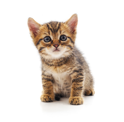 One beautiful kitten isolated on a white background.