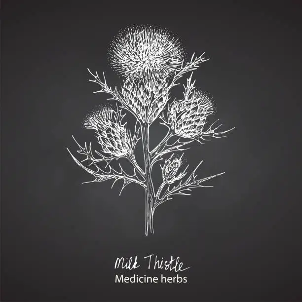 Vector illustration of Set hand drawn of Milk Thistle, lives and flowers in White color isolated on chalkboard background. Retro vintage graphic design. Botanical sketch drawing, engraving style. Vector.