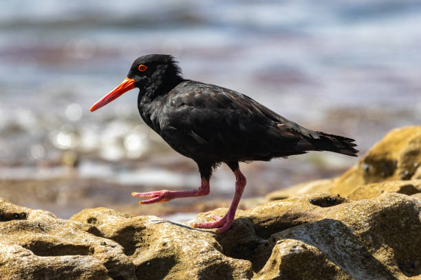 istock Sooty Oystercatcher 1983840780