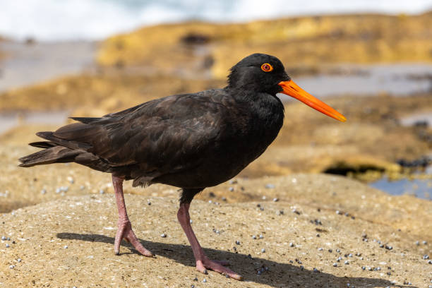 istock Sooty Oystercatcher 1983840793