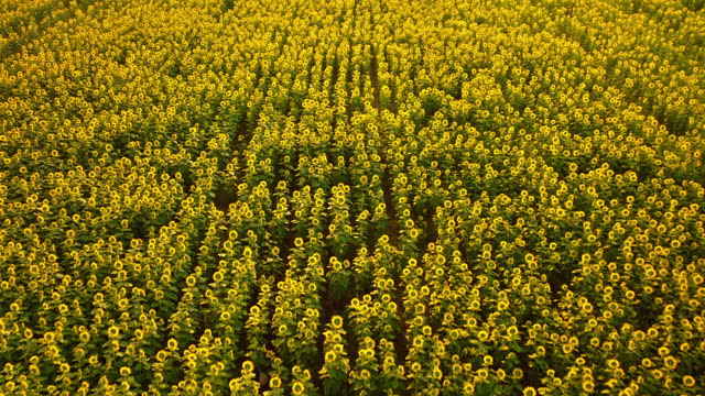 aerial view fly above sunflower field grown for their seeds, which are used to generate oil, animal feed, and bird food, at twilight, dawn, or sunset.beautiful scene of nature.yellow color flower.