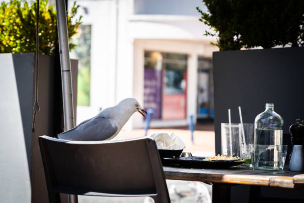istock Seagull moves in on left-overs when restaurant patrons leave and help itself. 1983860640