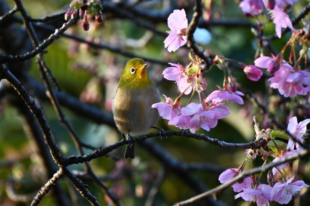 istock A warbling white-eye sucking nectar from cherry blossoms. 1983890321
