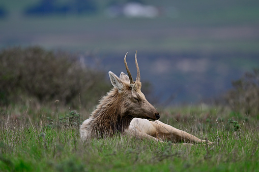 Tule Elk aka  Cervus canadensis nannodes at Tomale Elk Reserved.