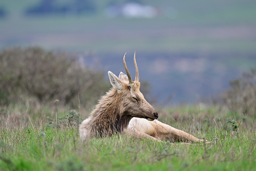 Tule Elk aka  Cervus canadensis nannodes at Tomale Elk Reserved.