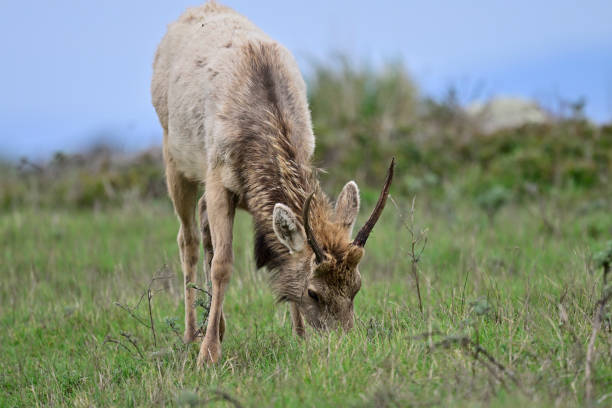istock Tule Elk -  Cervus canadensis nannodes 1983918818