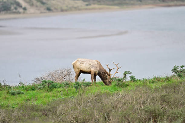 Tule Elk aka  Cervus canadensis nannodes at Tomale Elk Reserved.