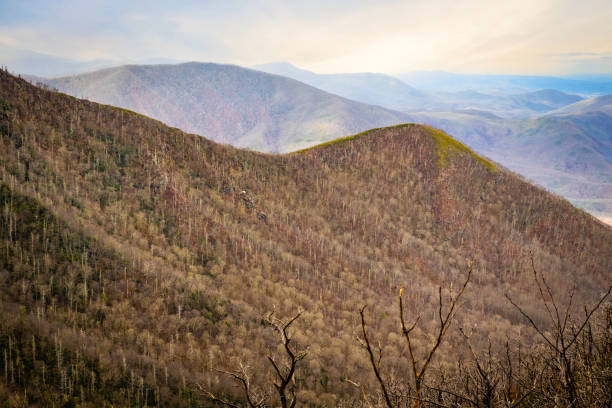 aerial view of great smoky mountains national park - gatlinburg great smoky mountains national park nature water стоковые фото и изображения