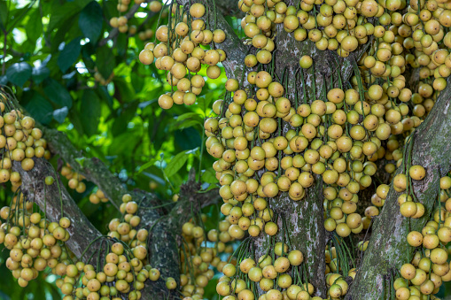 Burmese grape or Baccaurea ramiflora growing or maturing on the tree. stock photo of Lotkon in Bangladesh.