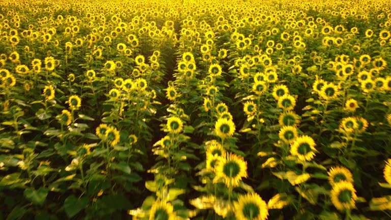 aerial view fly above sunflower field grown for their seeds, which are used to generate oil, animal feed, and bird food, at twilight, dawn, or sunset.beautiful scene of nature.yellow color flower.