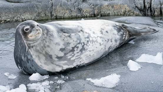 Wedell seal lounging on a rock on the Antarctic Peninsula in Antarctica. High quality photo