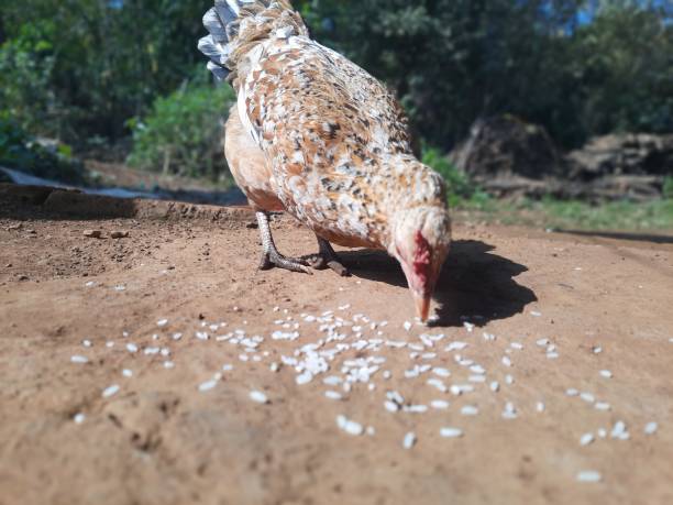 Chicken Roça - Free photo on Pixabay