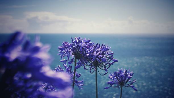 Agapanthus is most commonly known as Lily of the Nile, African Blue Lily and African lily. It has derived its name from Greek word agap which means love and anthos meaning flower so its broad translation is the flower of love. It's also seen as an emblem of beauty, purity and fertility.\n\nLily of the Nile is a common ornamental in warm climates, grown for its large spherical flower clusters. The flowers are funnel-shaped and typically blue, purple, or white in colour; the clusters are borne on long stalks. The attractive, thick, dark green leaves are sword-shaped.\n\nThis photo was taken at Land's End, England.