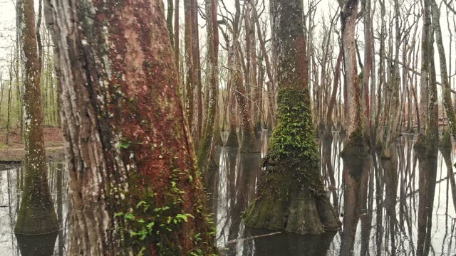 wading through a swamp of cypress trees