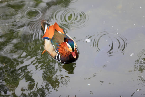 Close up of mandarin duck on river bank
