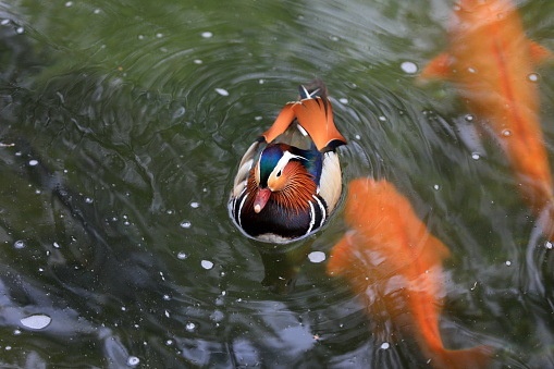 Beautiful mandarin ducks and Koi on the water, Beihai Park, Beijing