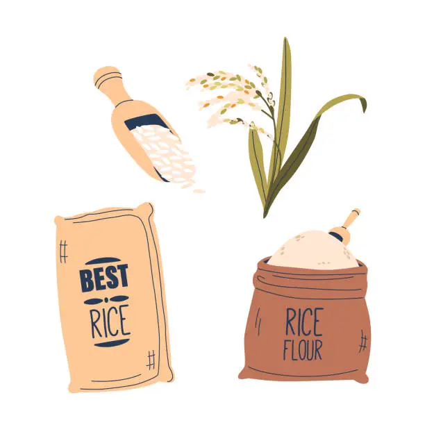 Vector illustration of Vector Set of Rice Plant, Grains in Spoon and Cereals in Package or Sack. Staple Food Cultivated In Paddies