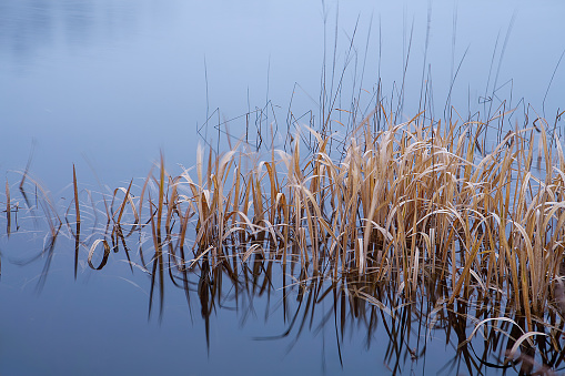 Reeds on sunny summer day in glittering water