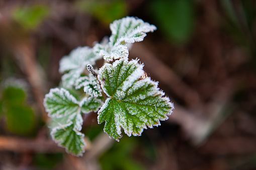 Christmas, winter background with frosty boxtree. Macro shot