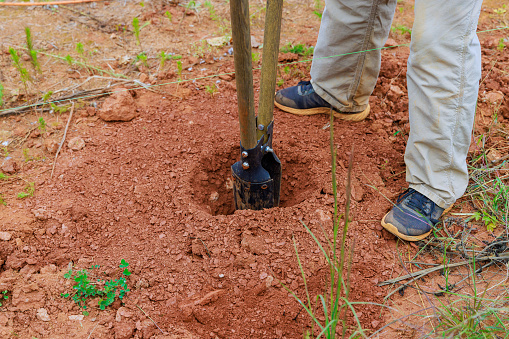 Post hole digger used by man for digging fence post