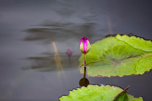 Pond lily pad in flower