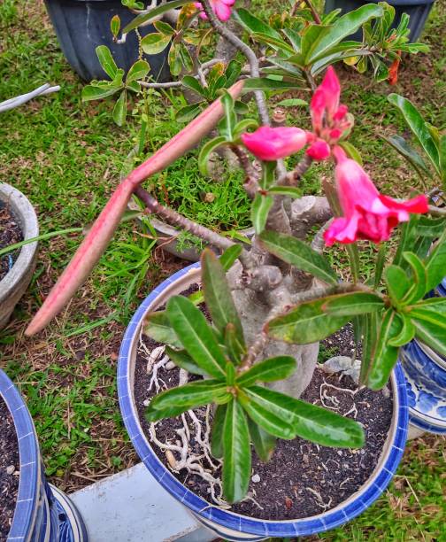 istock Red Adenium Obesum and seed pods 1984141414