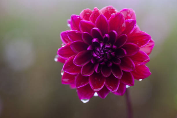 rain drops falling off a vibrant pink dahlia flower with a misty background