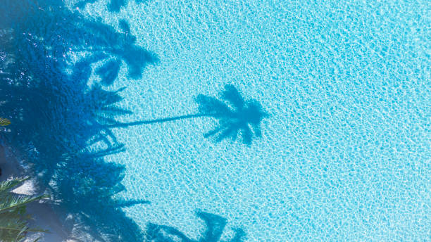 istock Summer palm tree  and Tropical beach with  Aqua waves and coconut palm shadow on blue background. 1984156250