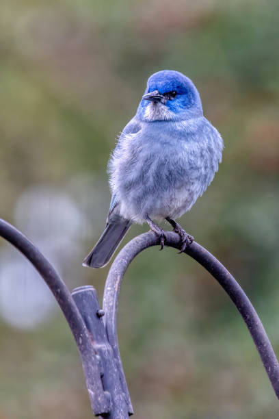 istock pinyon jay, West Vancouver, BC, Canada 1984183084