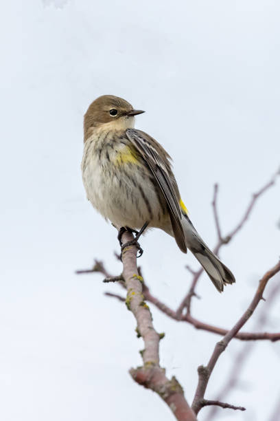 istock yellow-rumped warbler in winter, Delta, BC, Canada 1984183589