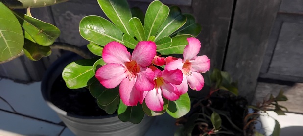 Stock photo showing close-up view of pink, red and white flowering cyclamens which are being sold in a garden centre as colourful winter / spring bedding plants.