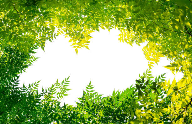 istock green leaves isolated on white background 1984201790