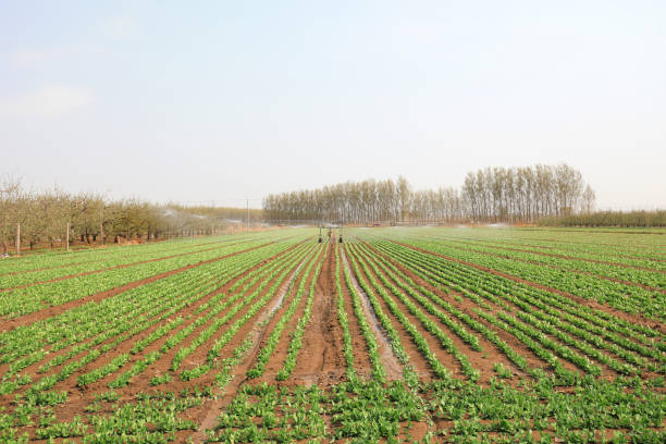 Sprinkler irrigation facilities operate in farmland, North China