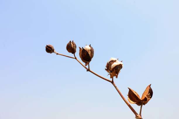 Dry cotton straw in the sky background